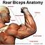 How To Loss Weight And Get In Shape Workouts Bicep Anatomy