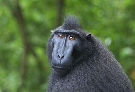 Ah Macaque Study Considers How Coalition Building By Old World