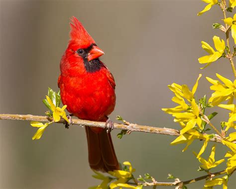 Cardinals Grosbeaks Buntings All Five Species Expected In Indiana