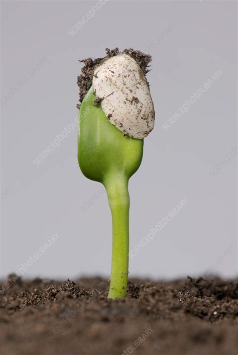 Sunflower Seed Germinating 1 Of 5 Stock Image C0362727 Science