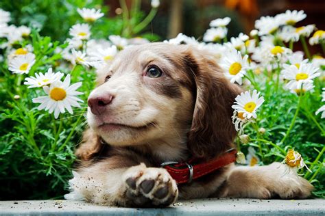 50 Cutest Dog Breeds As Puppies Readers Digest