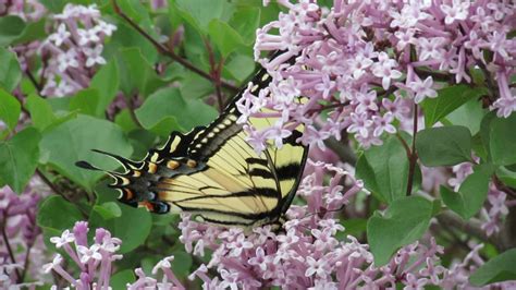 Tinkerbelle Lilac Swallowtail Butterfly Youtube