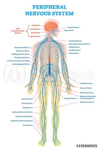 You can edit this venn diagram using creately diagramming tool and include in your report/presentation/website. "Peripheral nervous system, medical vector illustration ...