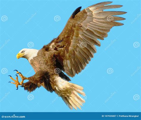Bald Eagle Landing Attack Hand Draw And Paint Color On Blue Background