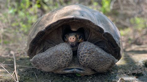 Giant Tortoise Feared Extinct Rediscovered In The Galápagos After 113