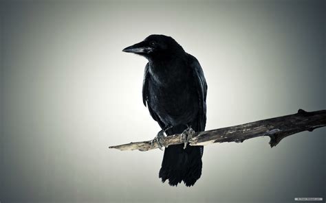 Black Crow Wallpaper Wallpapersafari