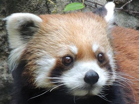 Red Panda Info - Photo 6