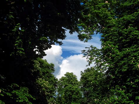 무료 이미지 나무 하늘 햇빛 잎 창문 원근법 녹색 천국 밀림 공원 식물학 푸른 구름 그림 물감 초목