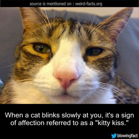 Weird Facts When A Cat Blinks Slowly At You Its A Sign Of