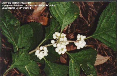 Plantfiles Pictures Callicarpa Species Beauty Berry White