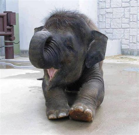 Baby Elephant With Hair Cute And Cuddly Animals Pinterest
