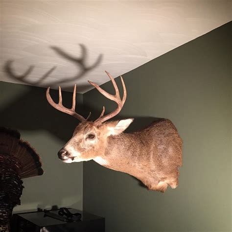 List 97 Pictures Pictures Of Deer Mounts Completed
