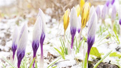Beautiful Photo Of Purple And Yellow Crocuses Buds Ready For Flowering