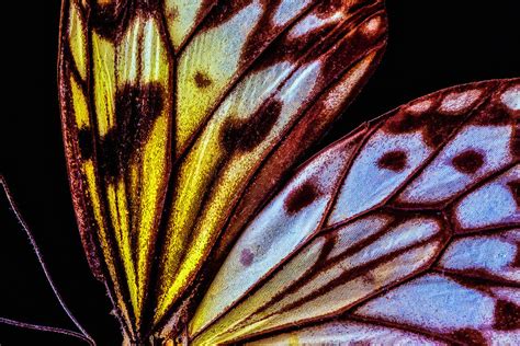 Butterfly Wings Close Up