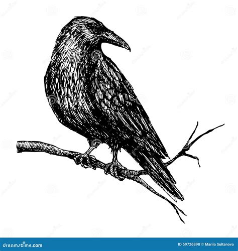 Vector Vintage Raven Hand Drawn Illustration Stock Vector