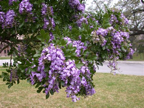 Texas Mountain Laurel. Treelike. 10 ft x 5 ft. Slowgrower but sturdy. Covered in grape like