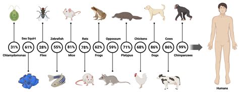 IJMS | Free Full-Text | The RSPH4A Gene in Primary Ciliary Dyskinesia