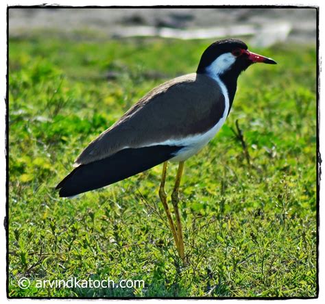 The Red Wattled Lapwing Pictures And Detail A Bird With Lady Like Walk