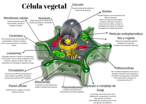 Imagenes De La Celula Vegetal Con Sus Partes Y Funciones Compartir Celular