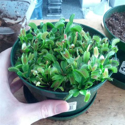 This page is a tutorial all about the flytraps, where to get them and how to care for them. Feed a Venus Fly Trap - FlytrapCare.com