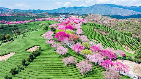 Live Cherry Blossoms In A Tea Garden In Chinas Fujian Province Cgtn