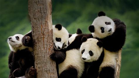 Giant Panda Wallpaper 1366x768 1427