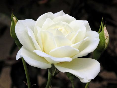 La Rosa Blanca Photograph By Randal Higby Pixels