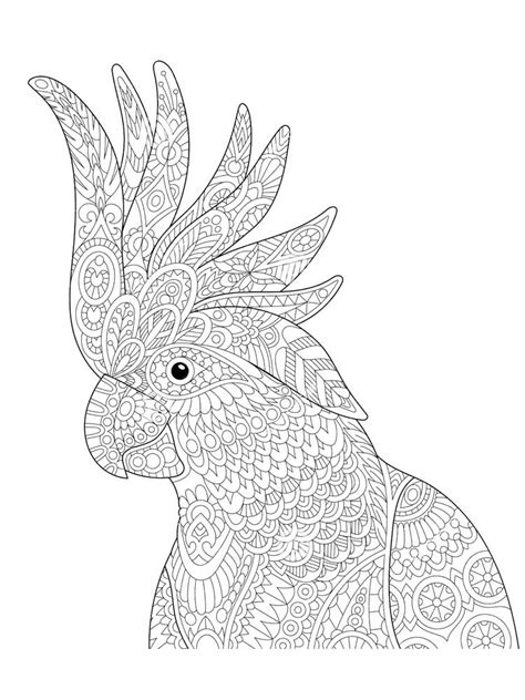 parrot coloring pages  adults printable   easy coloring pages
