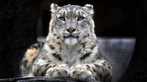 Snow Leopard Wallpapers Hd Wallpapers Id 14265
