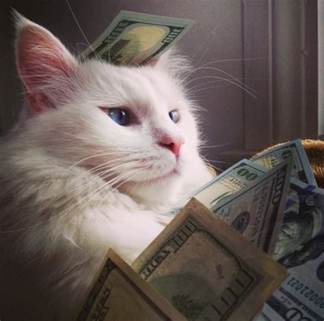 18 Extravagant Cats Who Are Cooler Than Youll Ever Be Realclear