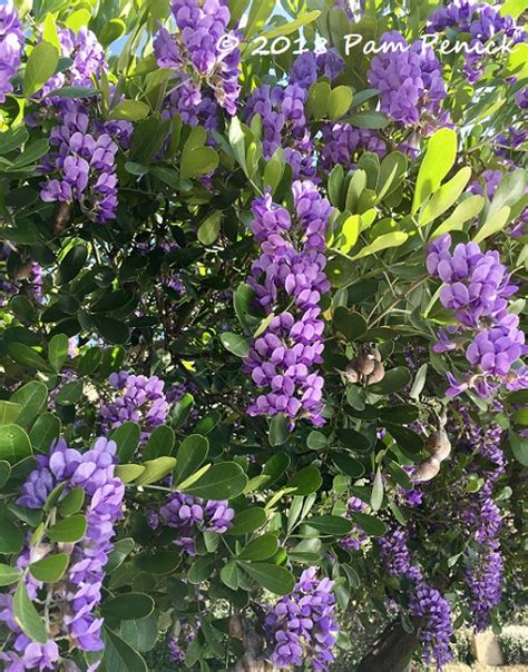 Grape Scented Explosion Of Texas Mountain Laurels Digging