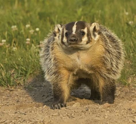 Minnesota Badger Stock Photos Free And Royalty Free Stock Photos From