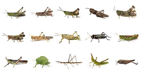 🦗 Learn Grasshopper Types In English Types Of Grasshoppers English