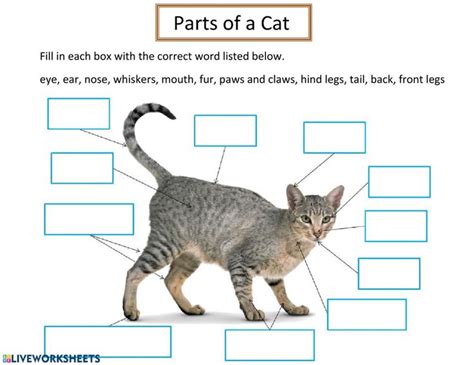 All About Cats Interactive Worksheet Cats All About Cats Cat Online