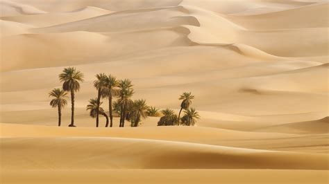 2560x1440 Trees In Desert Dune Photography 1440P ...