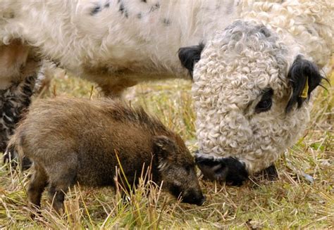 Unlikely Friends Why We Love Odd Animal Pairs Health Pet Health