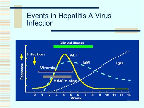 Ppt Viral Hepatitis Powerpoint Presentation Free Download Id 6753279