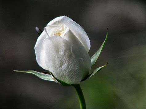 Kumpulan Gambar Bunga Mawar Putih Yang Cantik And Indahblog