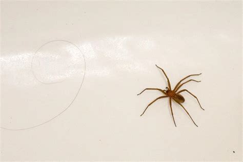 Chilean Recluse Spider Facts Identifications And Pictures