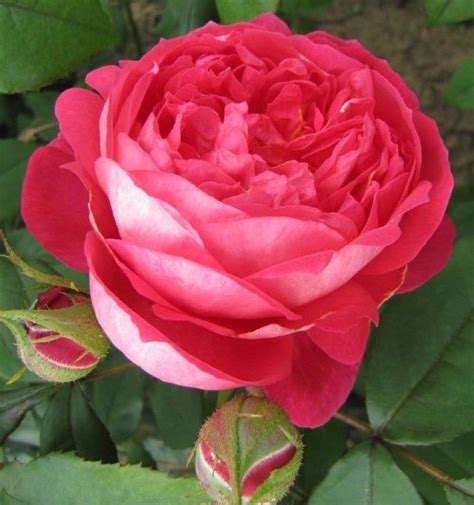 Like all english varieties, rose benjamin britten reviews, which. Benjamin Britten | David austin roses, Rose, Flowers