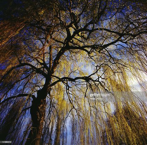 View From Within The Canopy Of A Weeping Willow Seattle Washington Usa