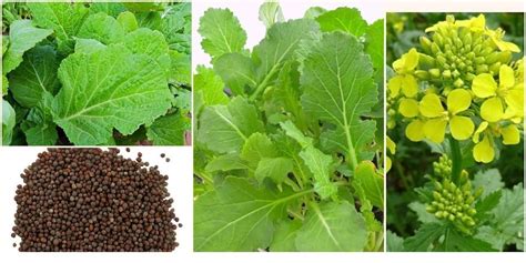 How To Grow Mustard Seed Plants Daily News