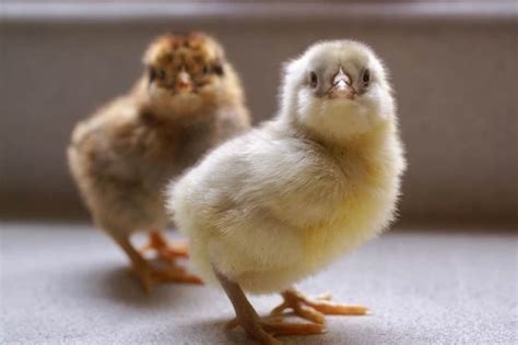 How To Buy Chicks That Are Healthy And Happy Backyard Chicken Project