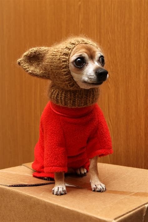 20 Awesomely Cute Animals Ready To Take On Winter