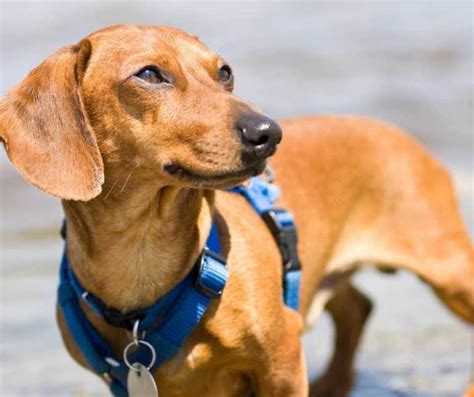 7 Best Harnesses For Dachshunds 2023 Buyers Guide