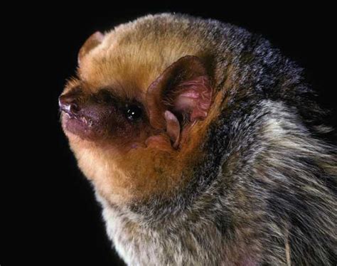 Western Red Bat Northern California Bats