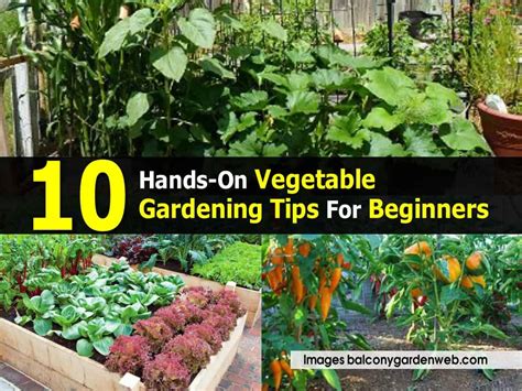10 Hands On Vegetable Gardening Tips For Beginners
