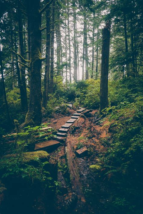 Forest Path British Columbia Scenery Beautiful Places Forest Path