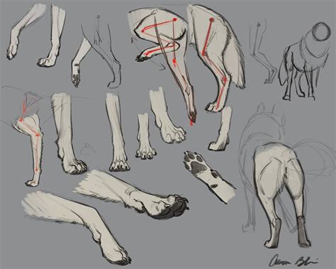 Wolf Legs And Feet Wolf Drawing Canine Drawing Drawings