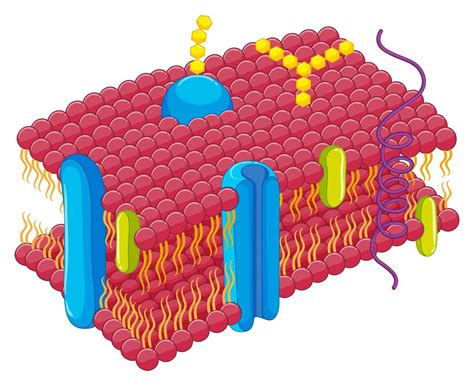 Cell Membrane In Closer Look Vector Art At Vecteezy